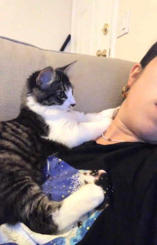 飼い主の上に乗っている子猫