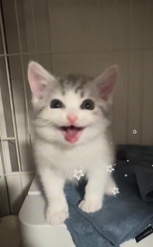 ケージの中で鳴く子猫
