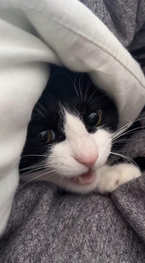 男性から視線を逸らして鳴く猫