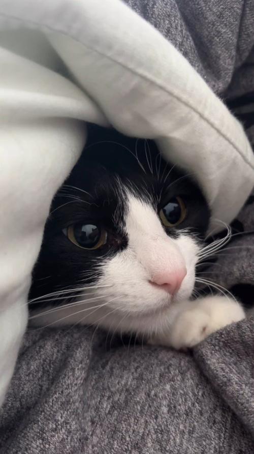 男性に抱きしめられて遠くを見つめる猫
