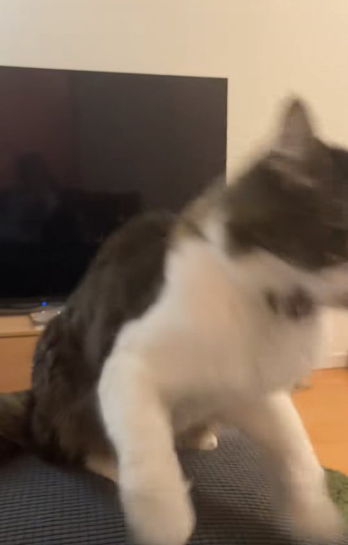 口を開けている上半身がブレた猫