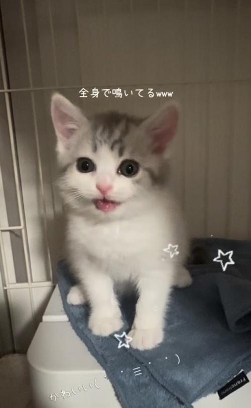 ケージの中で鳴く子猫