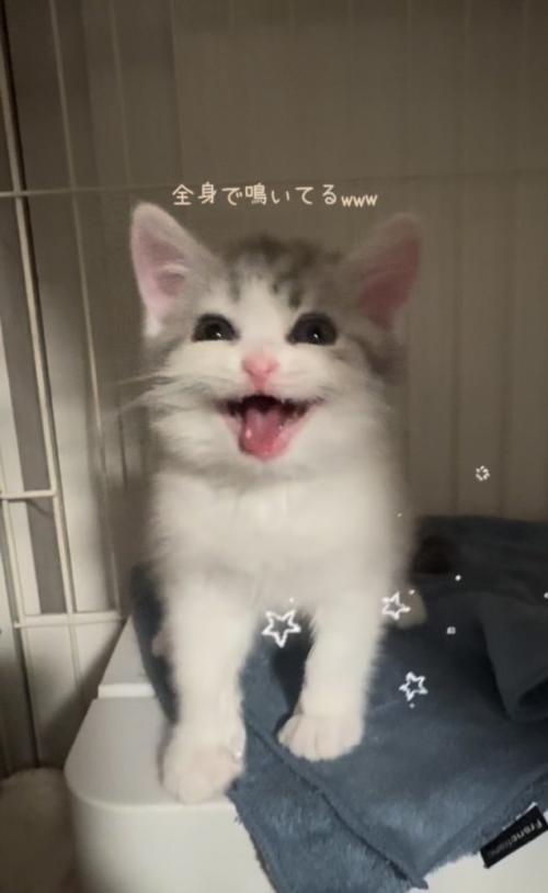 ケージの中で鳴く子猫