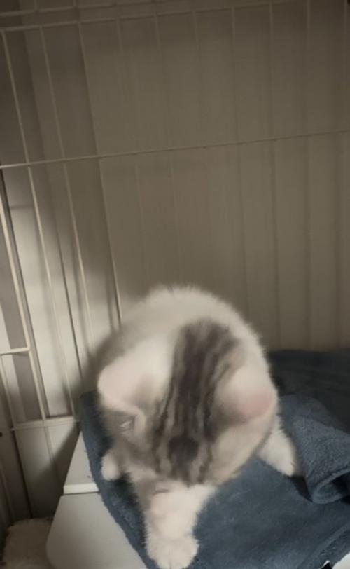ケージの中で顔を洗う子猫