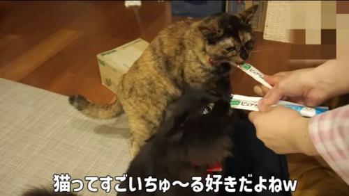 ちゅーるおいしい