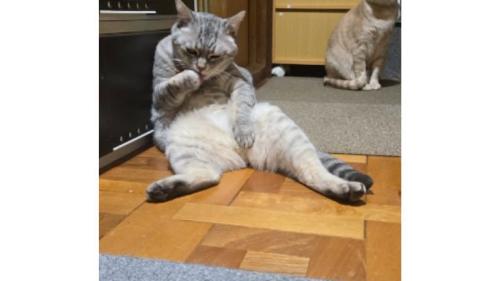 キッチンにいた猫たち