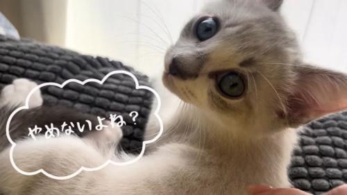 やめないよね?