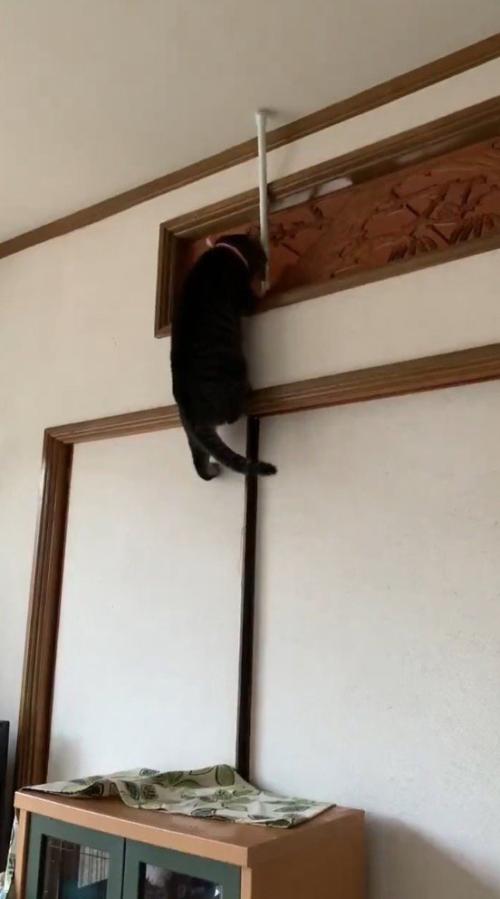 欄間に飛び乗る猫