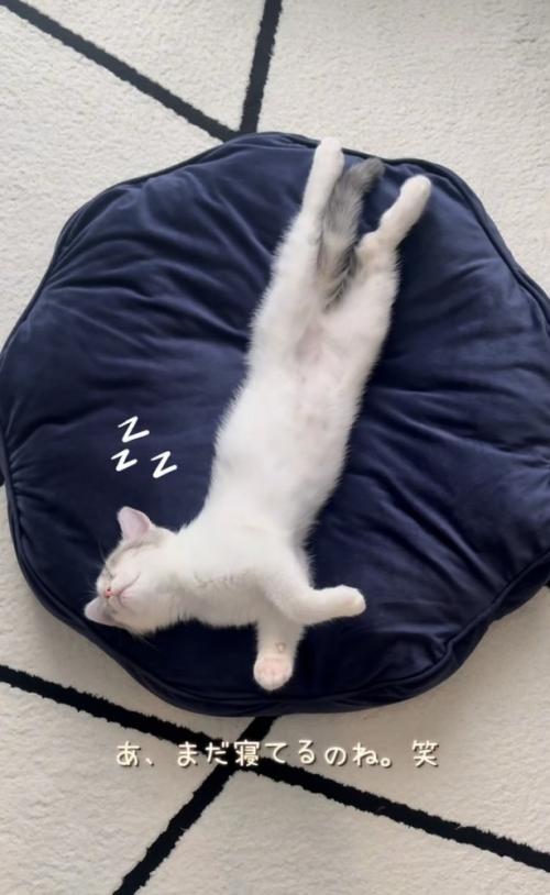 クッションの上で寝る子猫