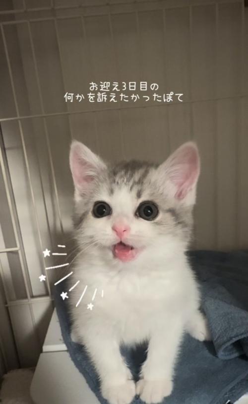 ケージの中で鳴く子猫