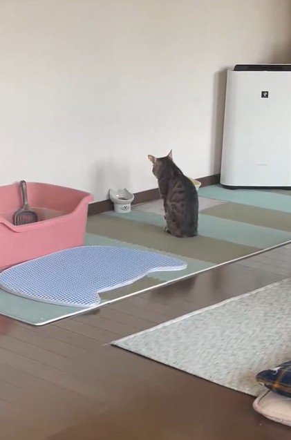フードボウルの前で待つ猫