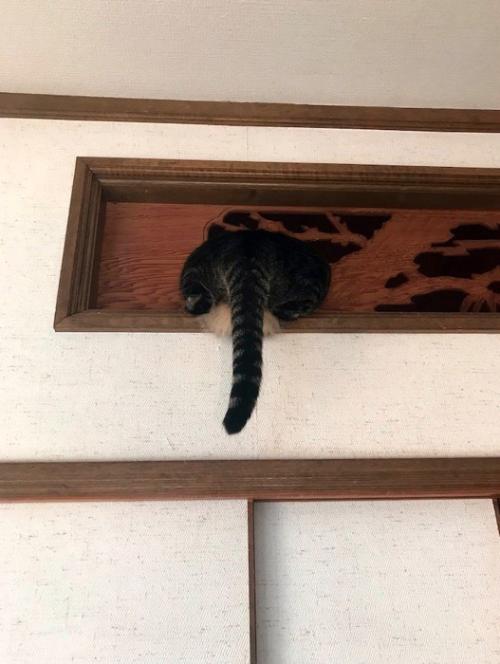 壁の欄間に頭を入れる猫