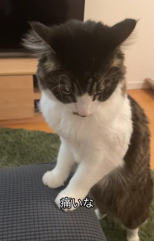 ソファに両前足をついて立っている猫（ややアップ）