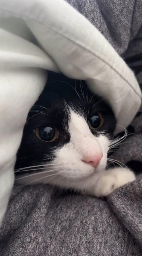 男性に抱きしめられる猫