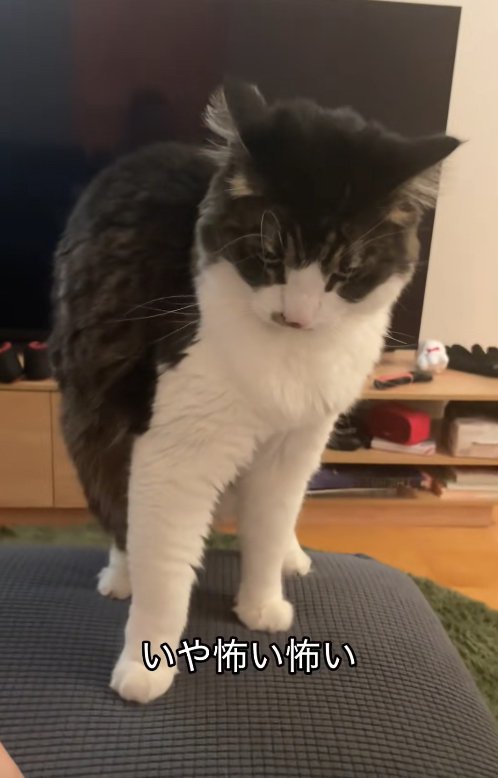 ソファの上に立って睨んでいる猫「いや怖い怖い」