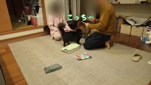 ちゅーるでそわそわ