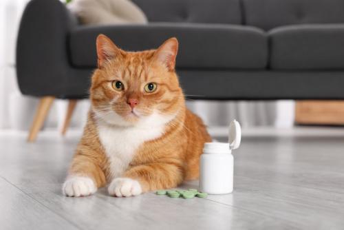 床に転がった錠剤と猫