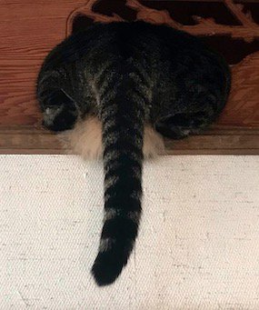 欄間にハマってしまった猫のお尻