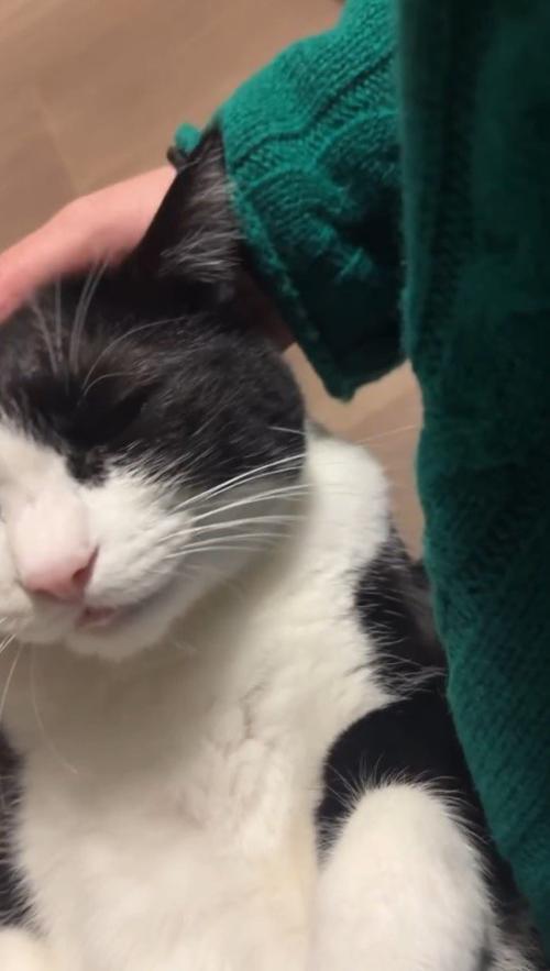 女性に撫でられてうっとりした表情になる猫