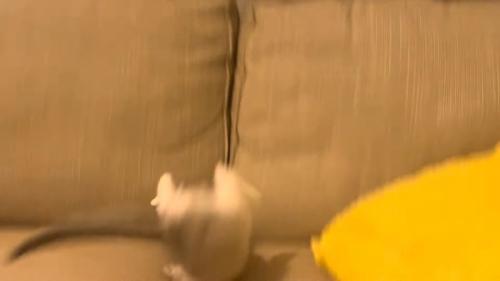 ひっくり返った姿