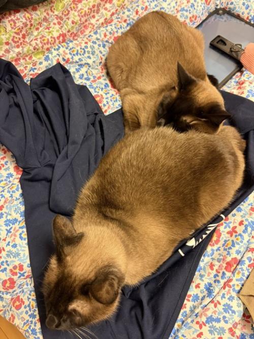 くつろぐ2匹の猫
