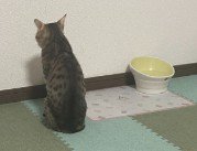 マグロを待っている猫