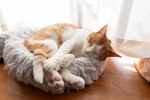 窓辺でくつろぐ猫 茶トラ白