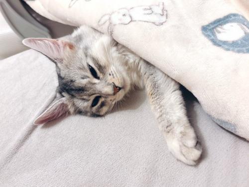 眠そうな猫