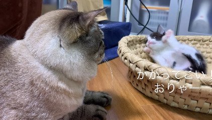 足を伸ばす子猫