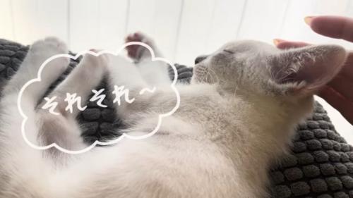 それそれ〜