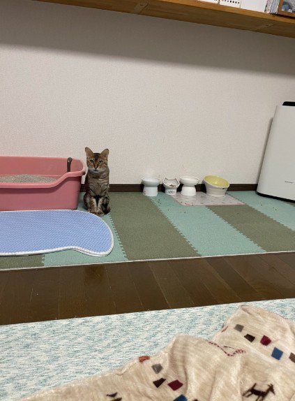 少しずつ近づいてくる猫