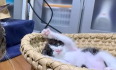 手をあげる子猫