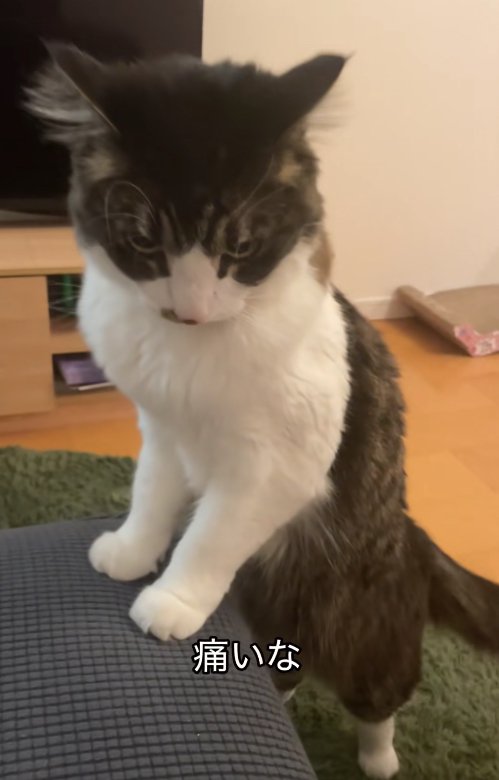 ソファに両前足をついて立っている猫（やや引き）