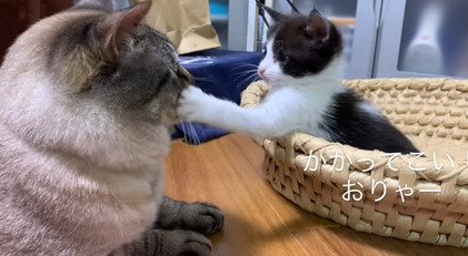 先住猫にパンチする子猫