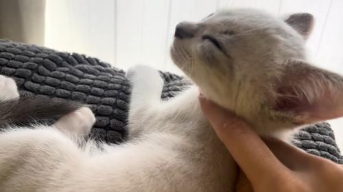 撫でられてる横顔