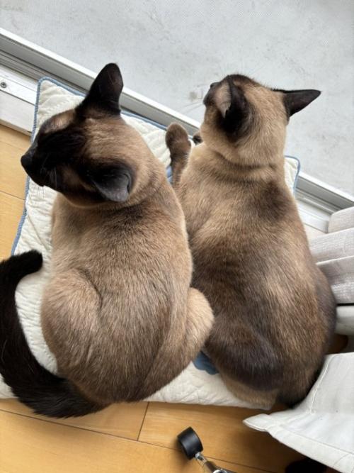 ニャルソックする猫