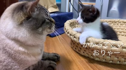 カゴから身を乗り出す子猫