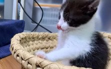 舌を出す猫