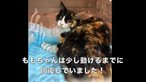 振り向く猫