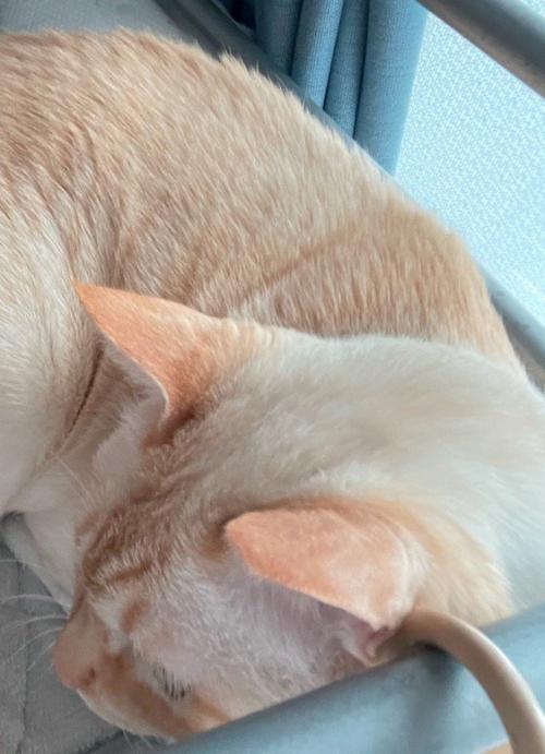 飼い主の隣に座る猫