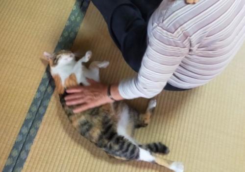 撫でられる猫