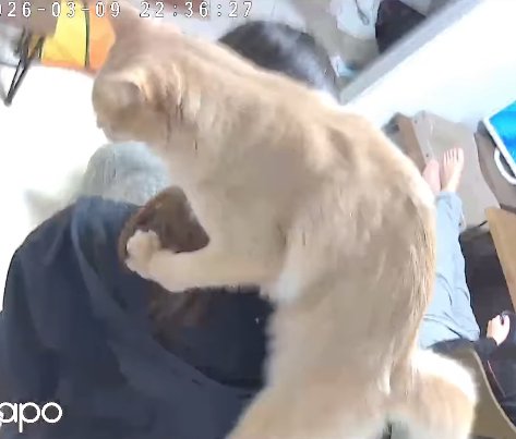 飼い主の肩に乗っている猫