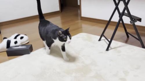 歩く猫