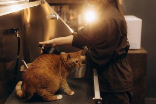 猫をお風呂に入れる人