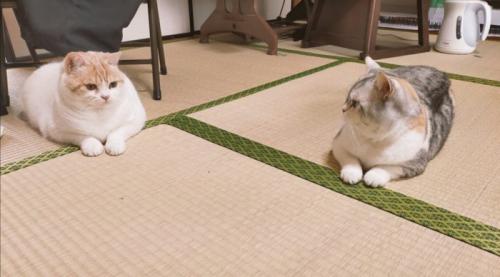 2匹の猫