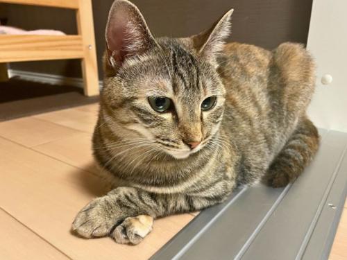 香箱座りをしながら手をクロスにしている猫