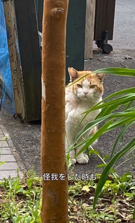 木の陰からこちらを見る猫