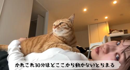 女性のおなかに乗る猫