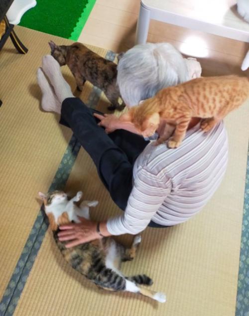 おばあちゃんに群がる猫たち