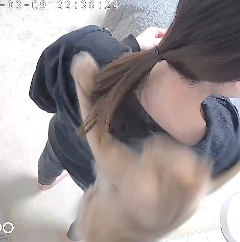 両手を広げて飼い主の肩に飛びついている猫